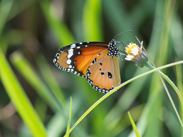 <h3><a href="/trips/srilanka/biota/animalia/arthropoda/insecta/022 lepidoptera/035 nymphalidae danainae/danaus chrysippus/danaus chrysippus-nl.html">Danaus&nbsp;chrysippus</a> / Plain&nbsp;tiger / </h3>NIKON D500 met AF-S Nikkor 300mm f/2.8G IF-ED VR II, 1/320 sec  bij F7.1, ISO 200, afstand 3.98&nbsp;m